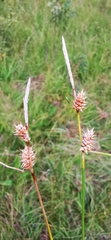 Carex lepidocarpa