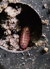 Androniscus dentiger