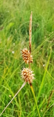 Carex lepidocarpa