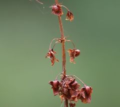 Rumex obtusifolius obtusifolius
