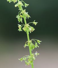 Rumex obtusifolius obtusifolius
