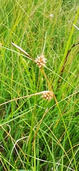 Carex lepidocarpa