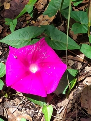 Ipomoea elongata