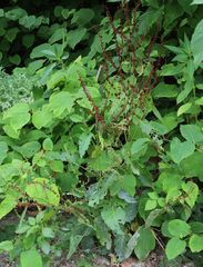Rumex obtusifolius obtusifolius