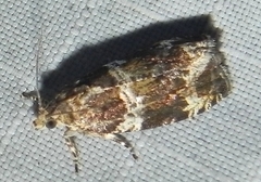 Olethreutes valdanum