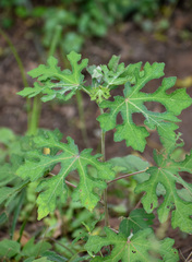 Urena procumbens