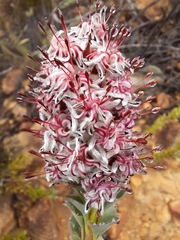 Paranomus spathulatus