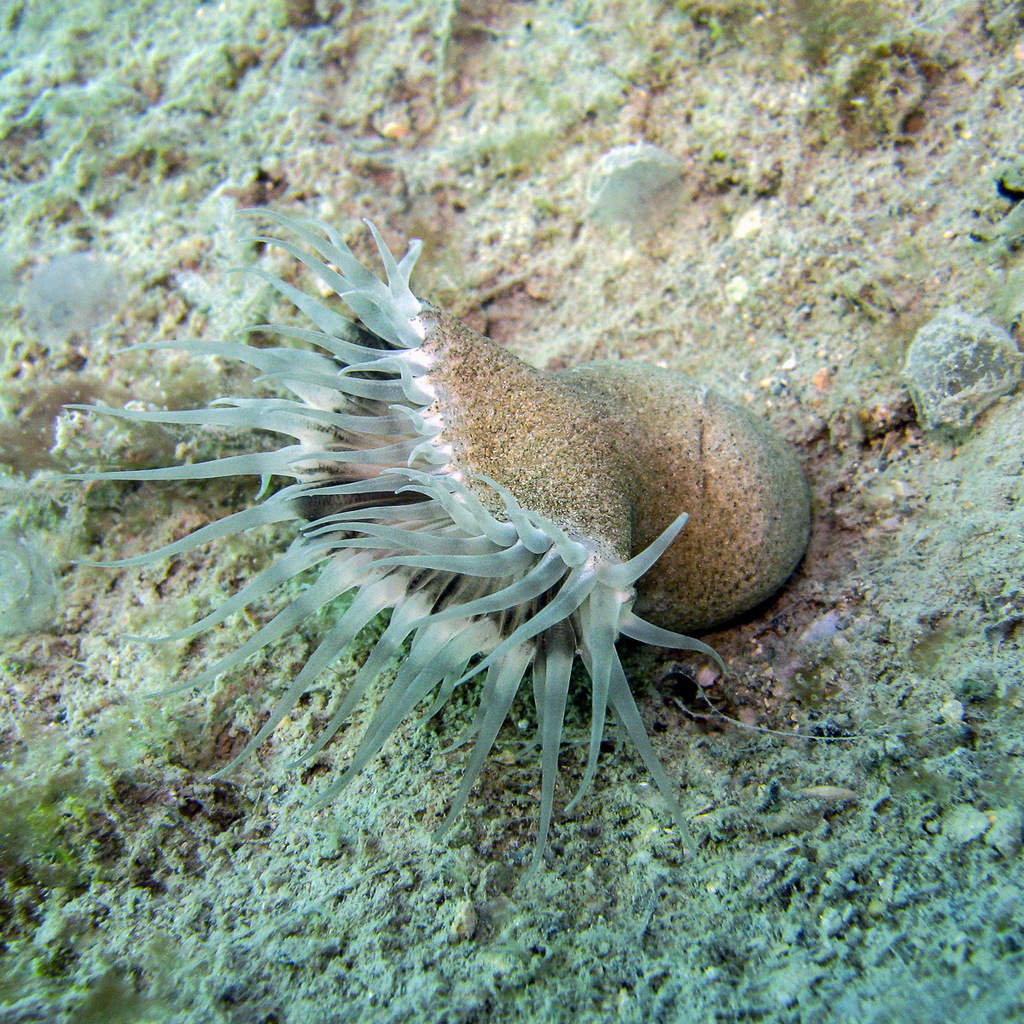 Sphenopus