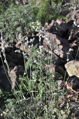 Froelichia arizonica