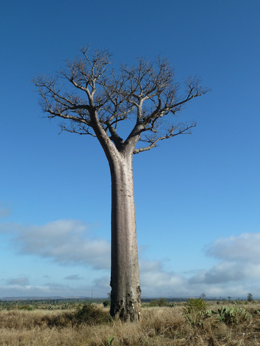 za baobab