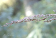 Calamagrostis stricta