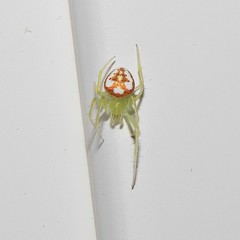 Araneus guttulatus