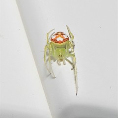 Araneus guttulatus
