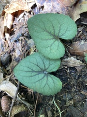 Viola hirsutula