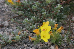 Camissoniopsis cheiranthifolia cheiranthifolia