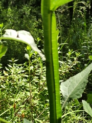 Verbesina tetraptera