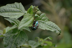 Sternocera chrysis