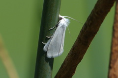 Scirpophaga praelata