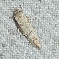 Mompha brevivittella