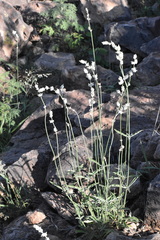 Froelichia arizonica