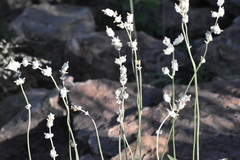 Froelichia arizonica