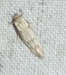 Mompha brevivittella