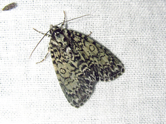 Acronicta heitzmani
