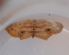 Scopula cacuminaria