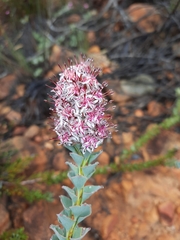 Paranomus spathulatus