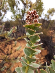 Paranomus spathulatus