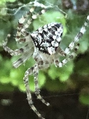 Araneus bicentenarius