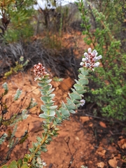 Paranomus spathulatus