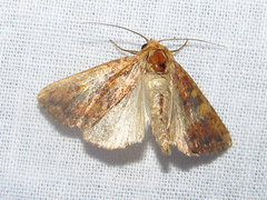 Perigea xanthioides
