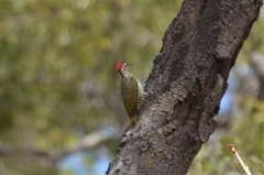 Campethera cailliautii