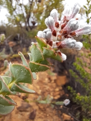 Paranomus spathulatus