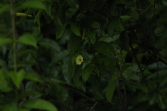 Amphilophium crucigerum