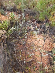 Paranomus spathulatus