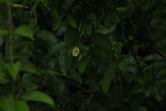 Amphilophium crucigerum