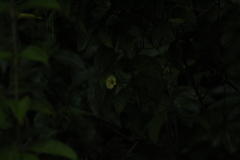 Amphilophium crucigerum