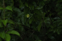 Amphilophium crucigerum