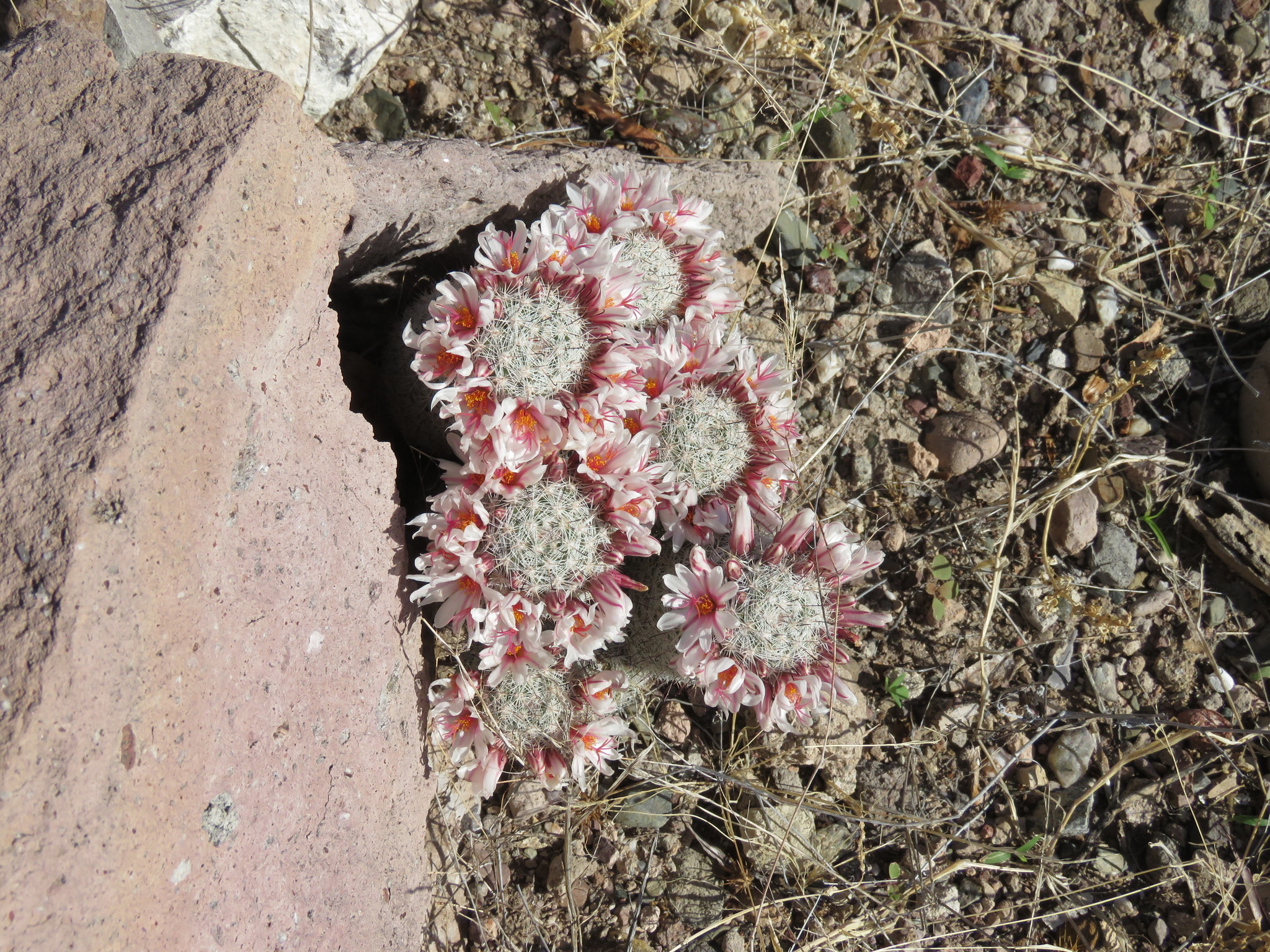 Mammillaria albicans ssp. albicans