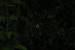 Amphilophium crucigerum