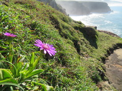 Senecio macrocephalus