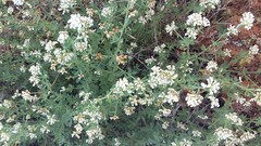 Dorycnium