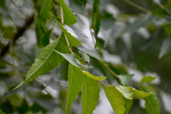 Evides elegans