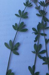 Dorycnium