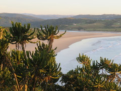 Euphorbia triangularis