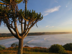 Euphorbia triangularis
