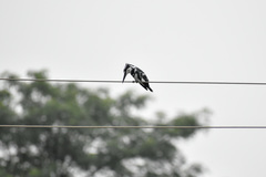 Ceryle rudis leucomelanurus