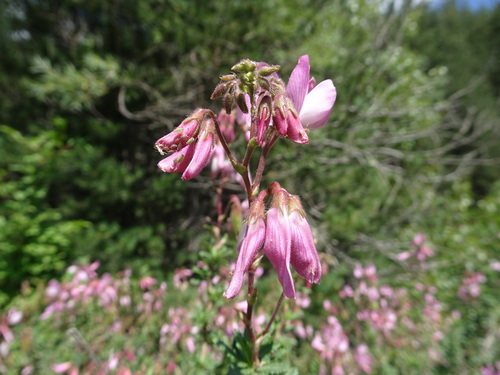 Shrubby restharrow (Ononis fruticosa)